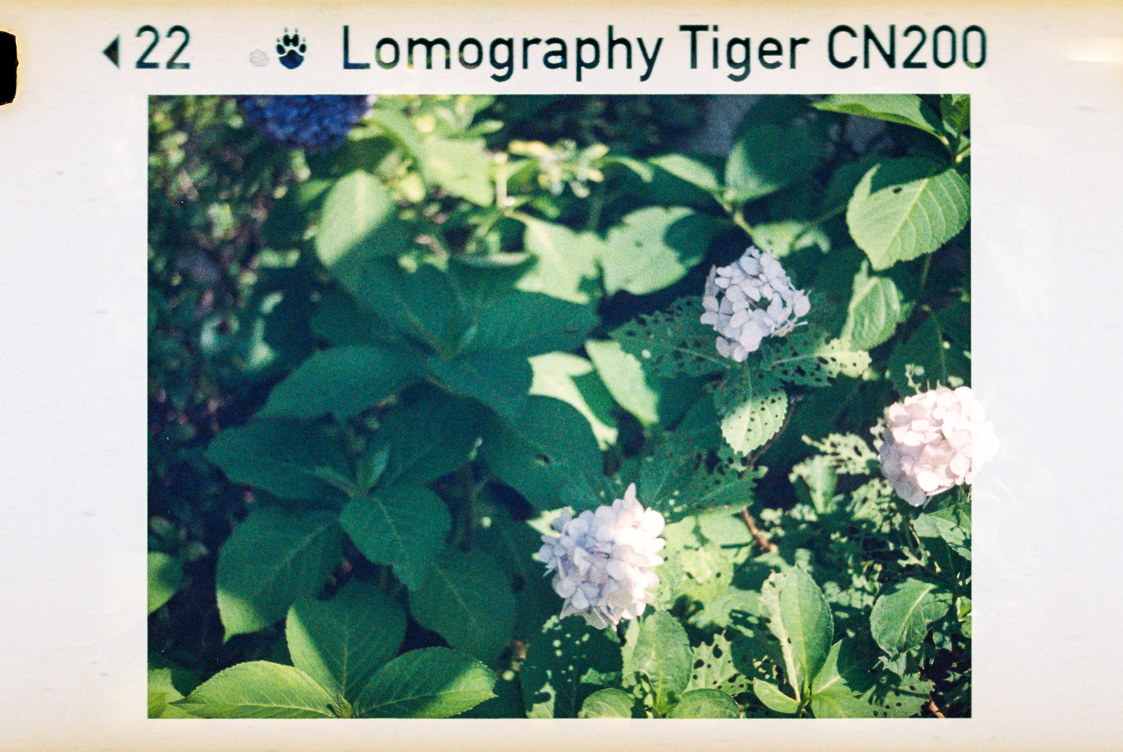 Canon 110ED フィルムカメラと付属品(ストロボ＋純正ケース) Canon 110ED フィルムカメラと付属品(ストロボ＋純正ケース) Canon