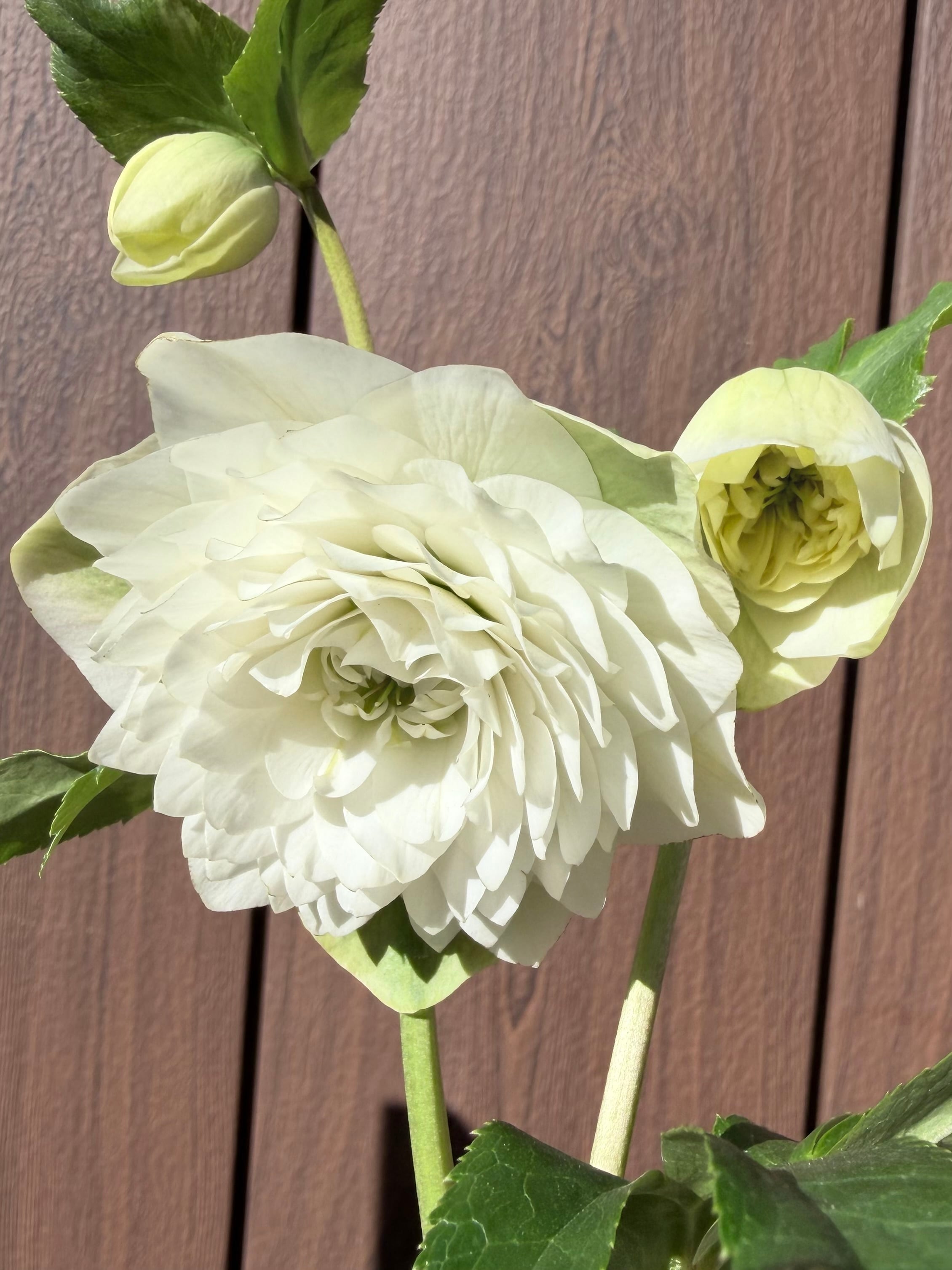 かぐや姫 加藤農園 クリスマスローズ【ka86】送料無料 | あしかが