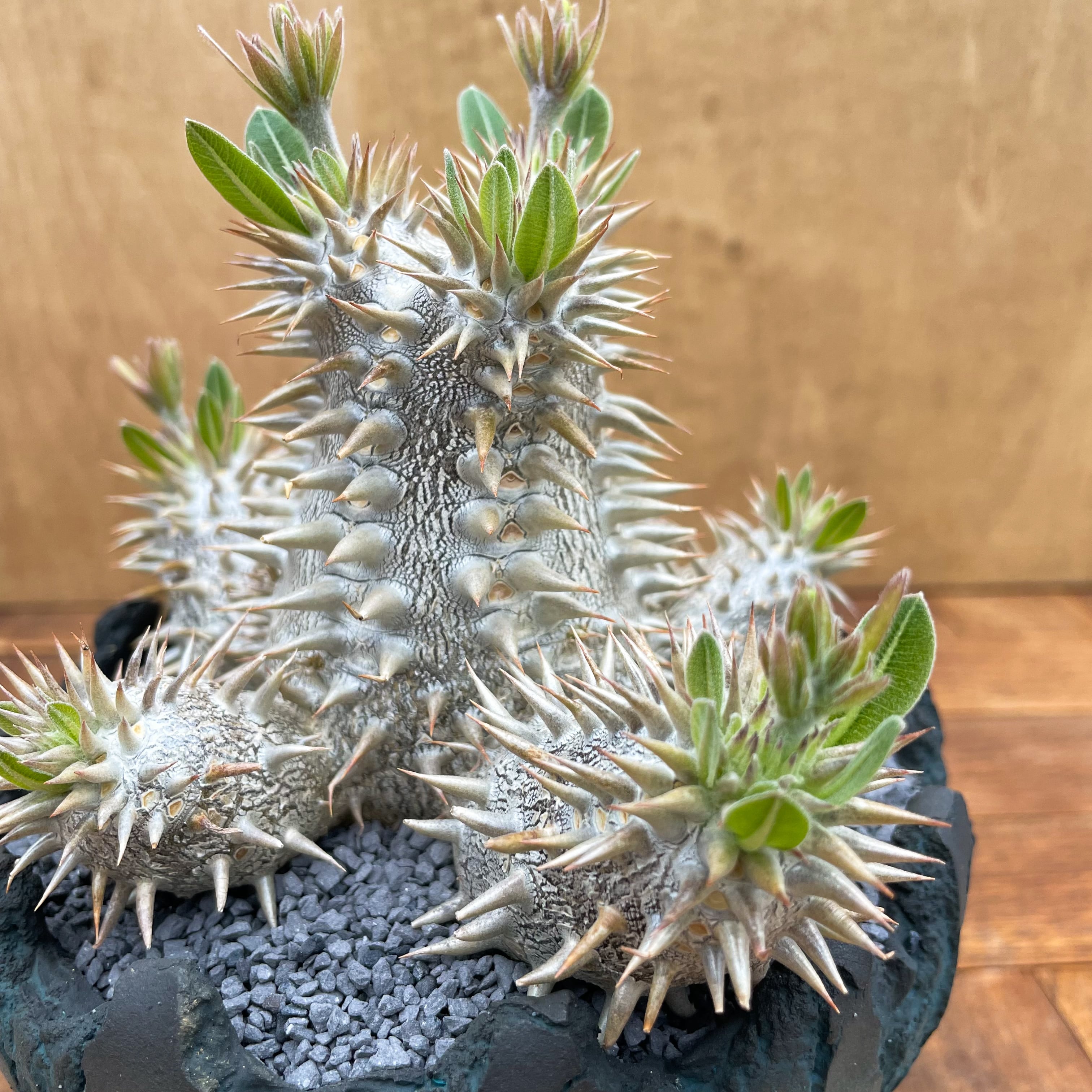 Pachypodium Densicaule【パキポディウム・恵比寿大黒】×【Opot