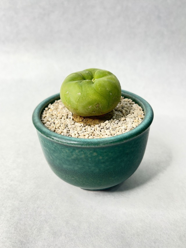 ロホホラ・翠冠玉