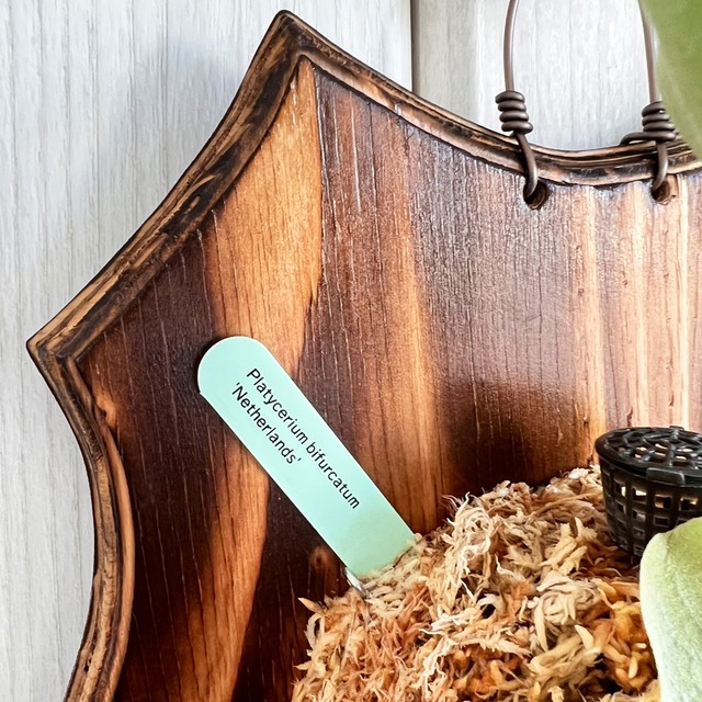 ビカクシダ ネザーランド 板付 【観葉植物 室内 コウモリラン】