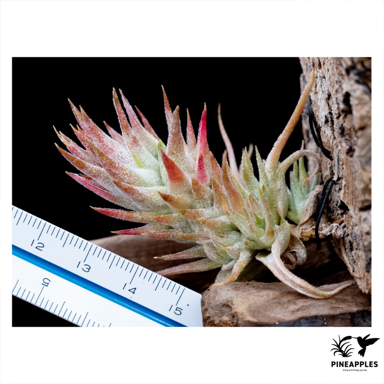 Tillandsia ionantha var. vanhyningii (Compact Form) - 3