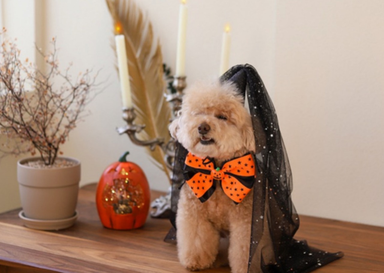 即納/予約【witi witi】ハロウィンパーティset パープル　サイズS