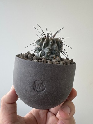 【白肌、棘が極上品】Copiapoa dealbata × VALIEM GHOST【俺の黒士冠】コピアポア デアルバータ