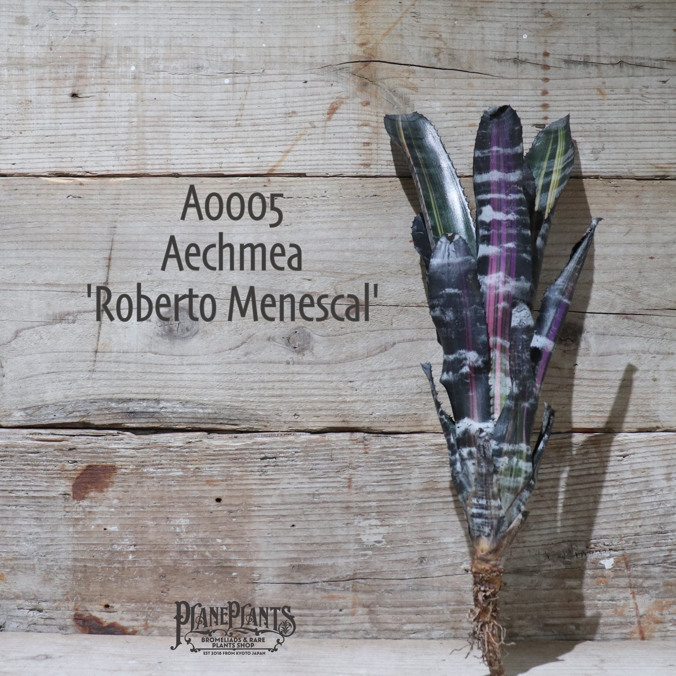 【送料無料】Aechmea 'Roberto Menescal'《ベアルート株》〔エクメア〕現品発送A0005