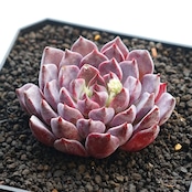 カット苗 ライラック Echeveria 'Lilac'