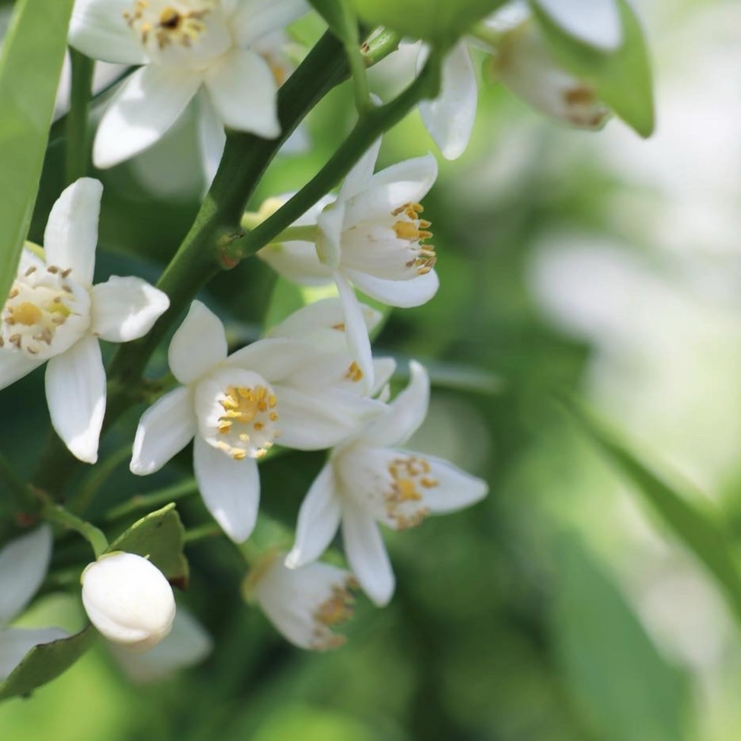 ○2025年度 継続専用『大和橘』応援プロジェクト | なら橘プロジェクト