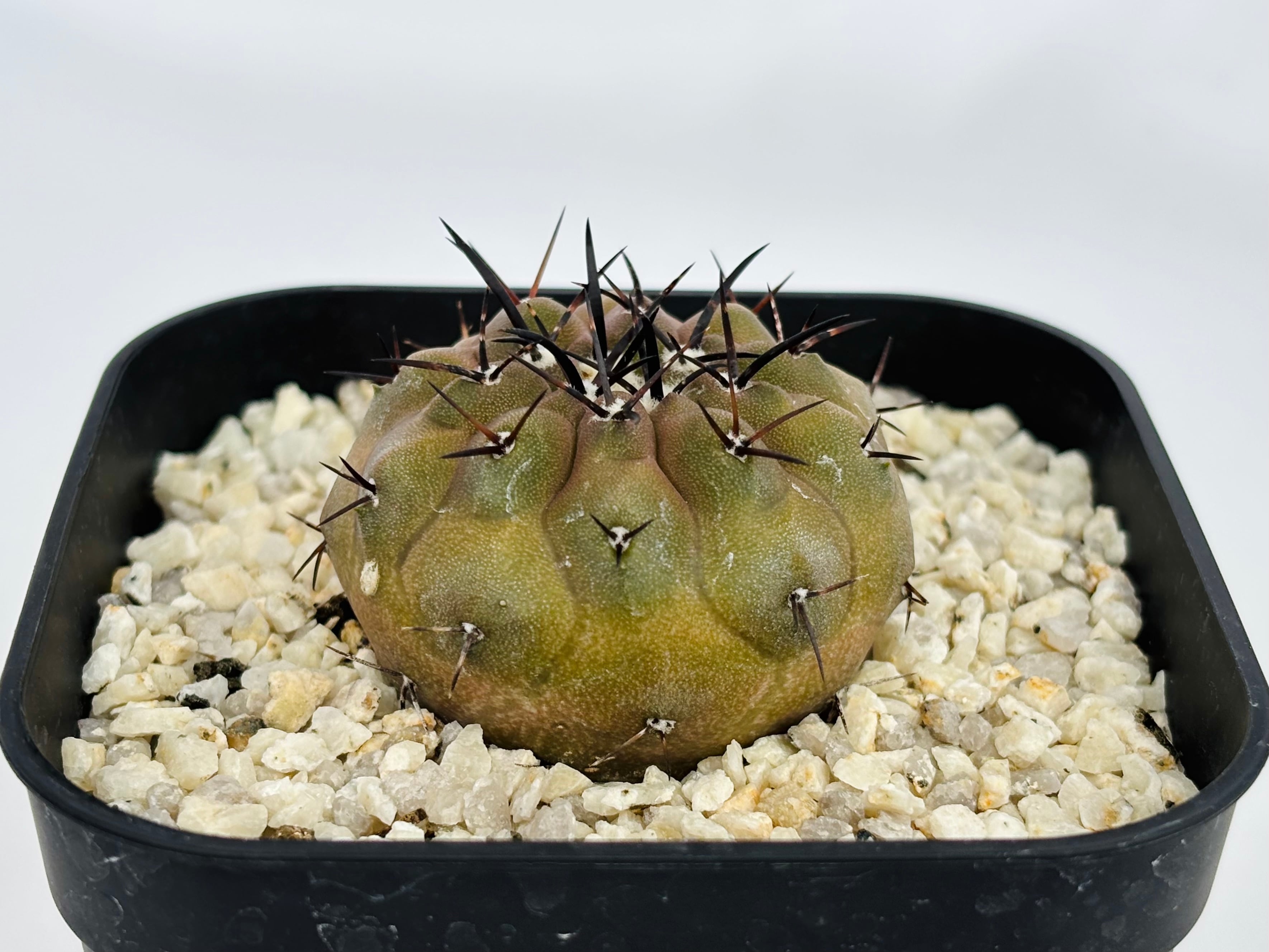 Copiapoa cinerea コピアポア シネレア 黒王丸 サボテン | plants MARU