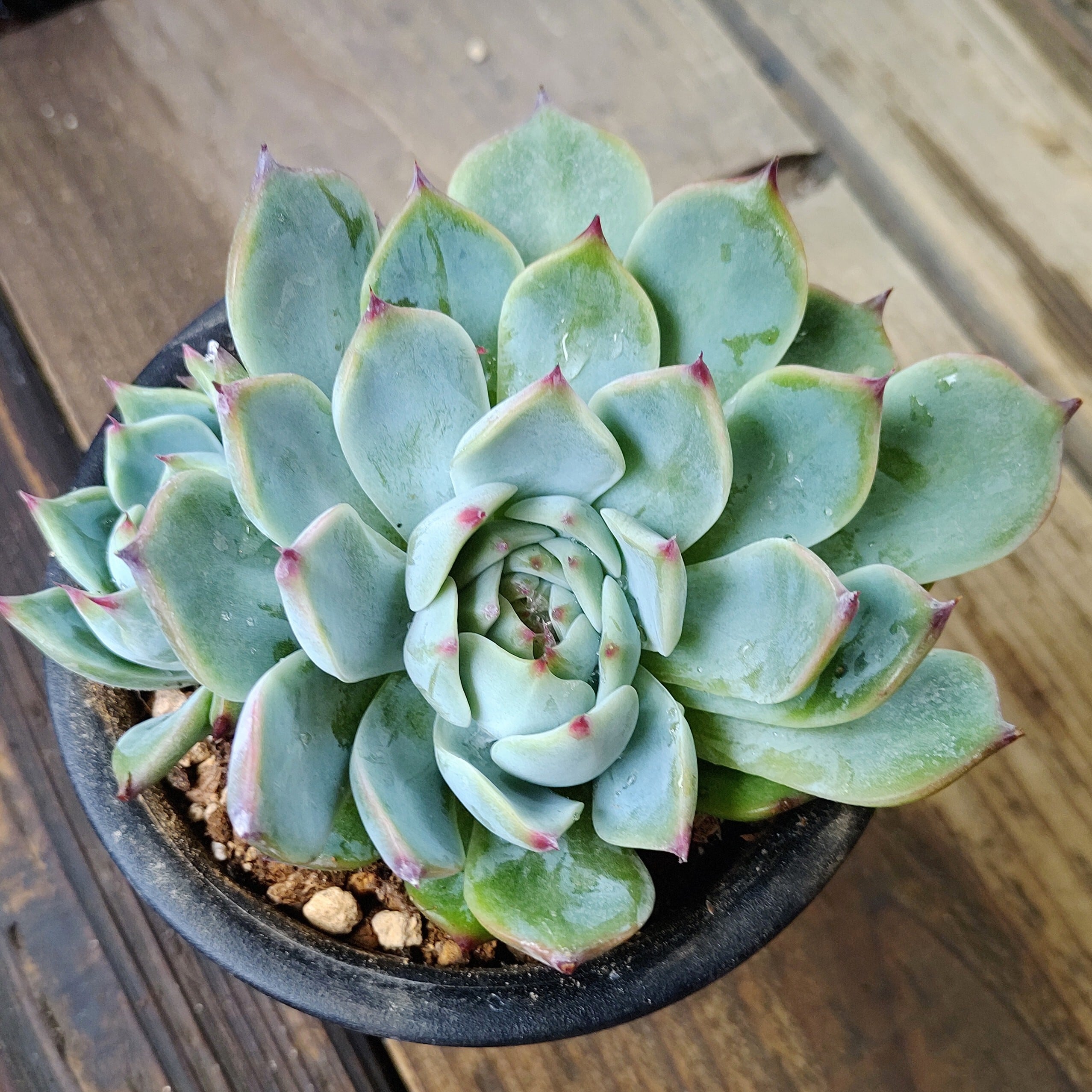 メビナ錦 | RuPo 多肉植物専門店