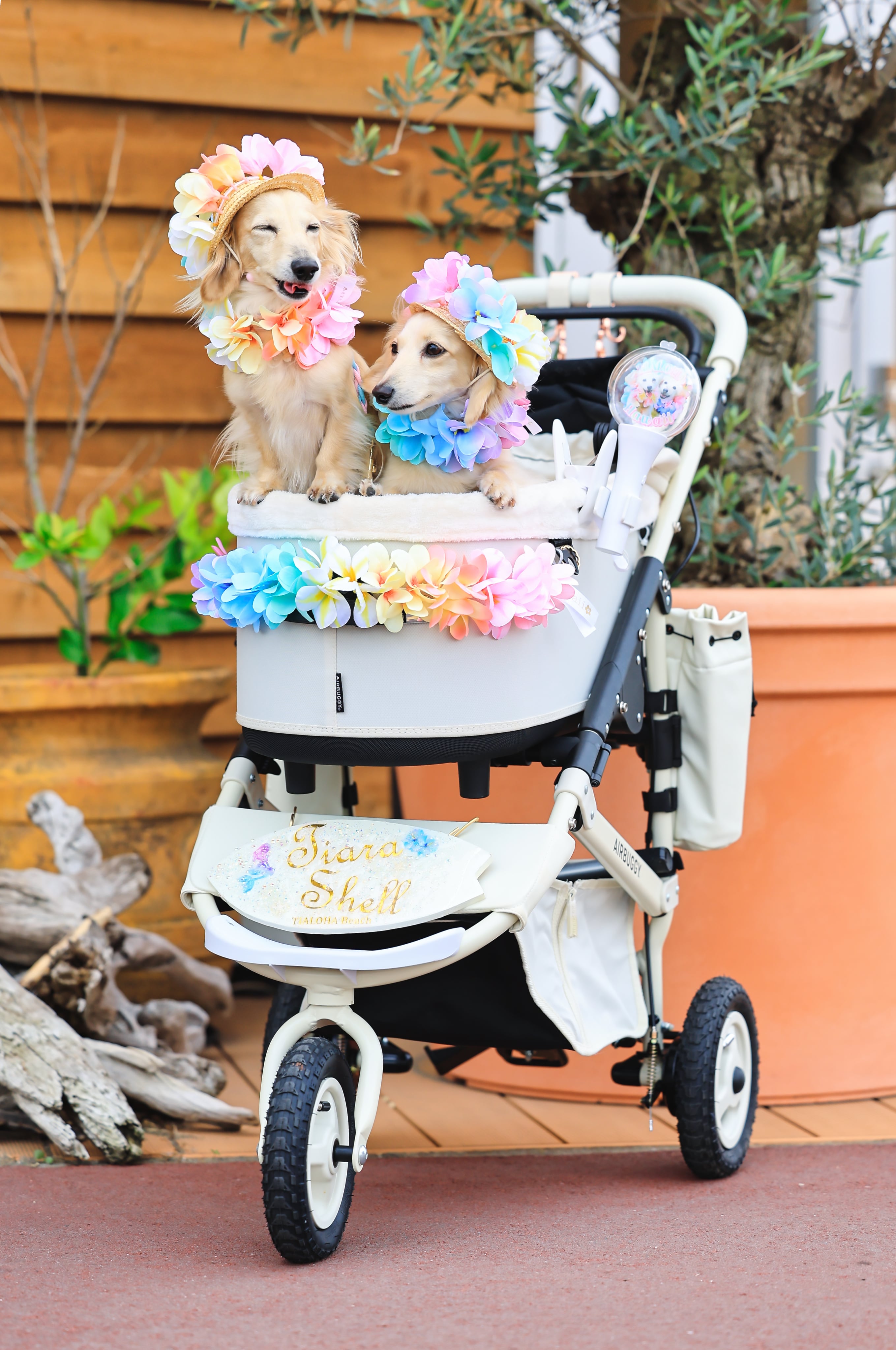 アロハレインボー