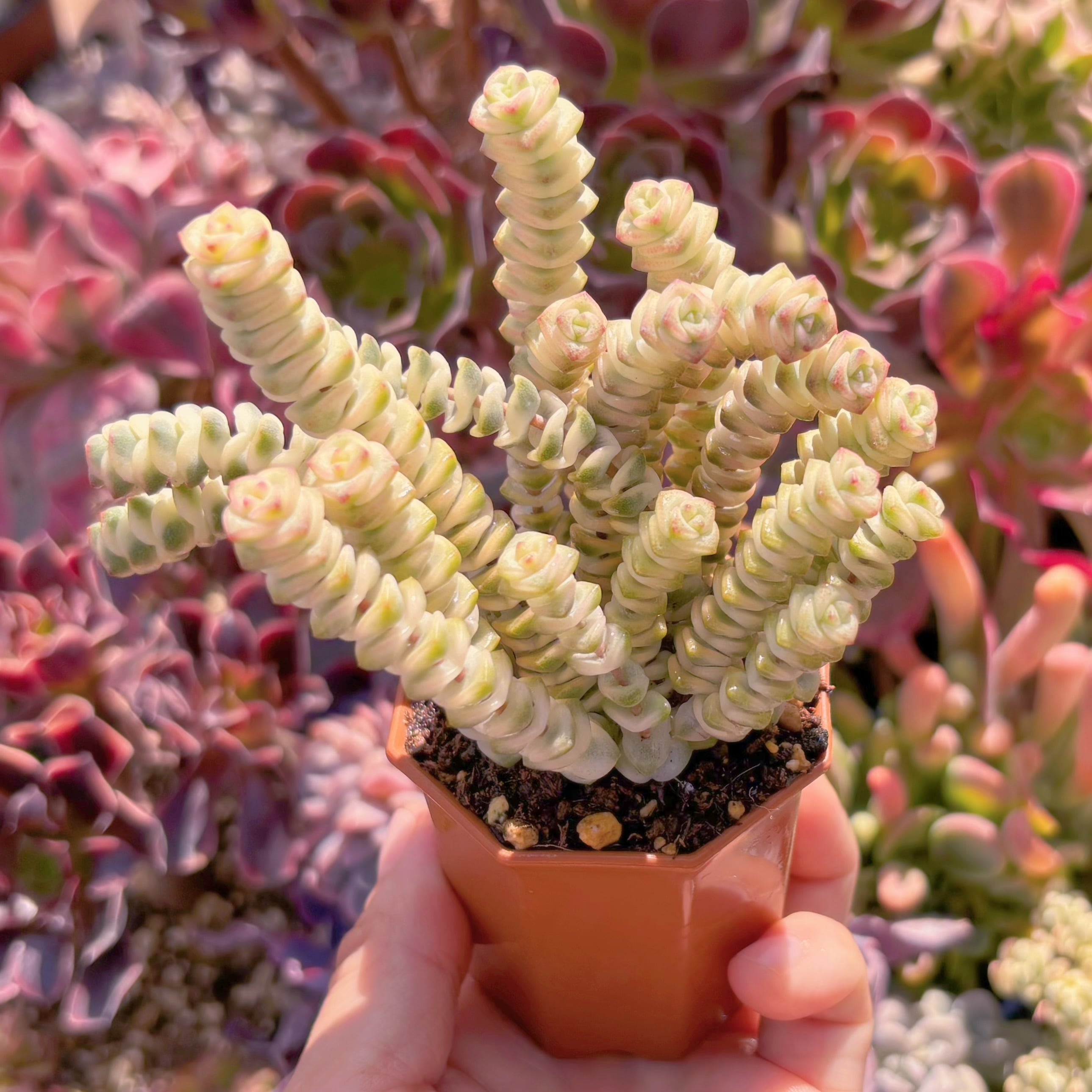 多肉植物　ファンタジー錦(15頭)　新入荷　るる農園