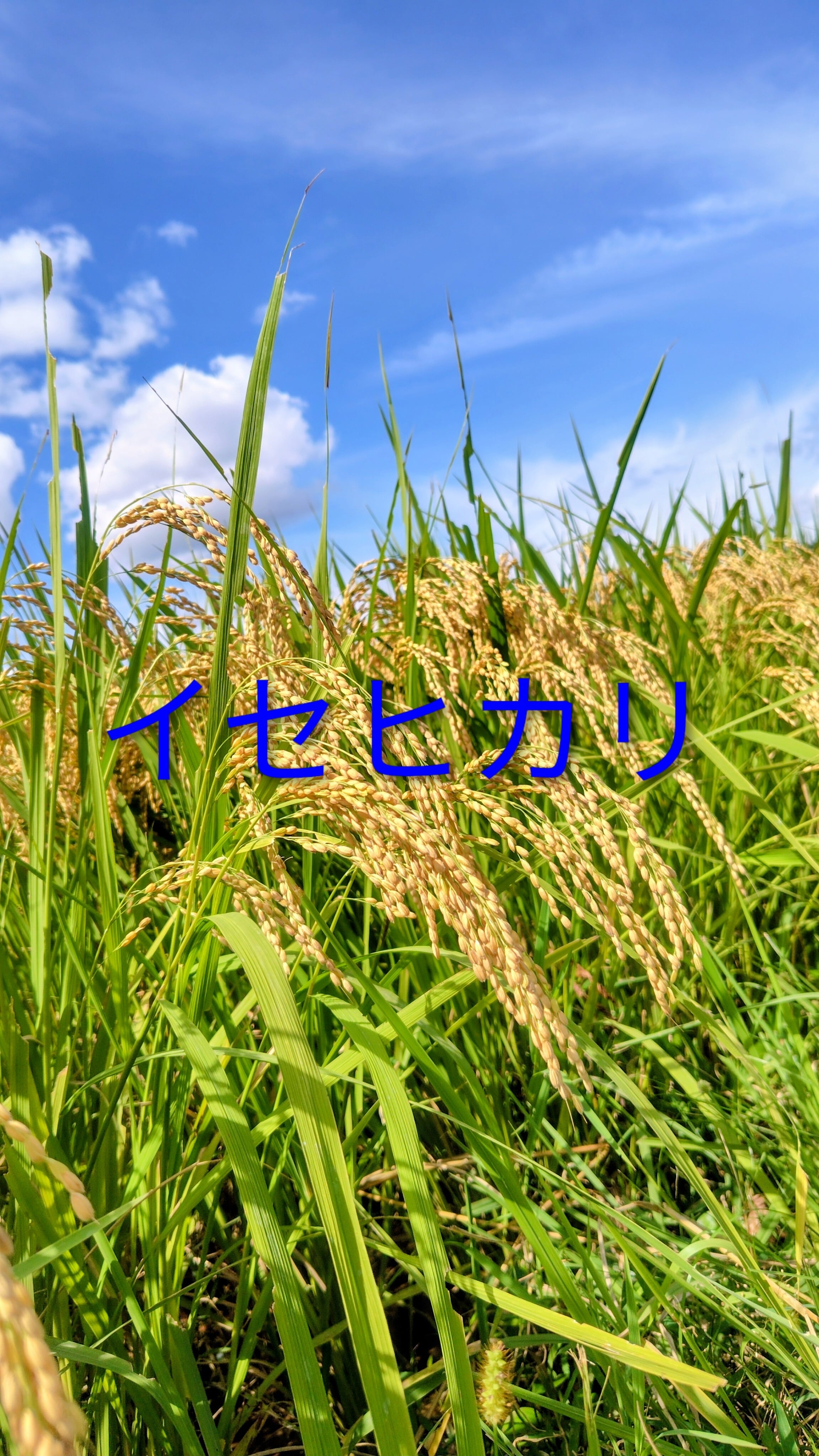 R6年 自然栽培 ミズホチカラ玄米粉10kg（500g×20）