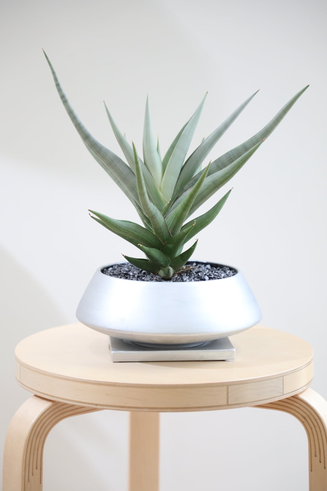 ✿.•°♡和蘭芹さま専用♡°•.✿ M】【希少】サンスベリア ミラノ/Sanseveria | 【厳選植物・器】MIDORI