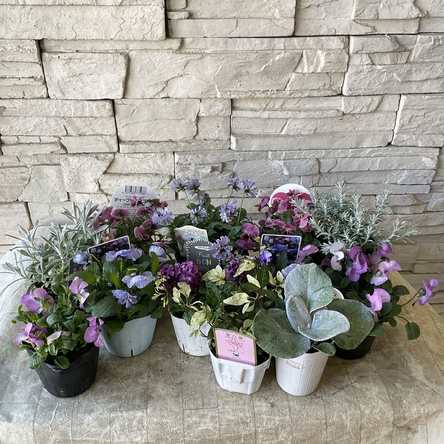 福袋!! 7000円相当!!】人気種の入ったパンジー・ビオラ 花苗セット