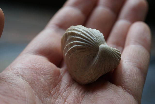 Burmirhynchia Decorata 化石 ⑦