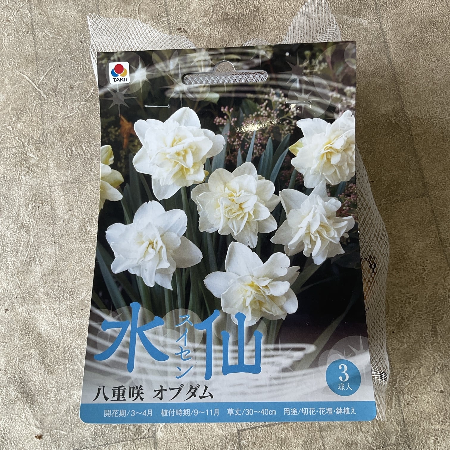 観葉植物】カンナ シュトゥットガルト | 橋本種苗園