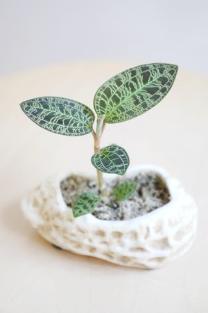 【S】マコデス ペトラ/Macodes petola