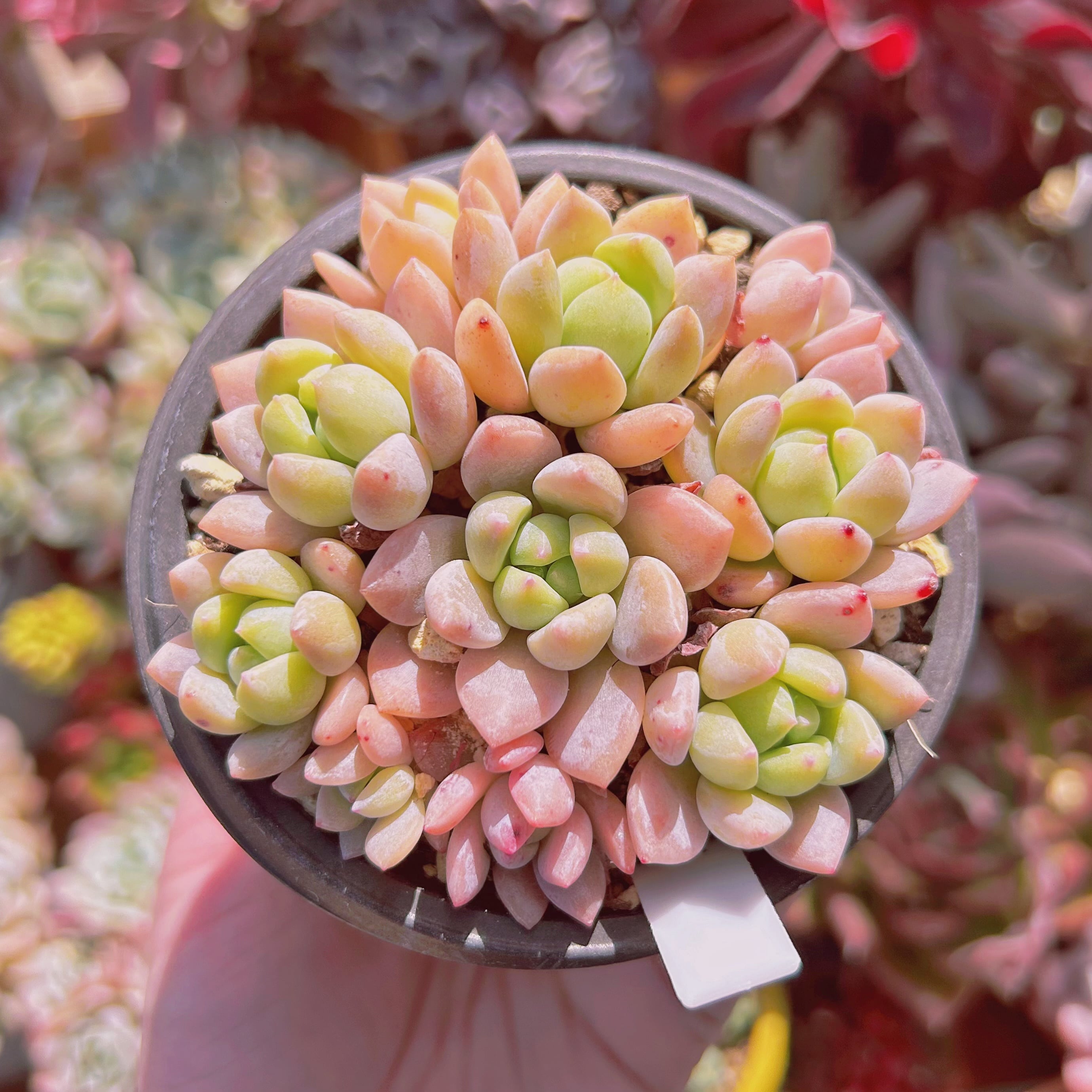 お纏め　多肉植物　❁︎ピンクチップス錦　未発根 ピンクチップス錦 カット - メルカリ