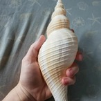 天然貝 巻貝 貝殻 シェル 大きな貝殻 置物 海 装飾