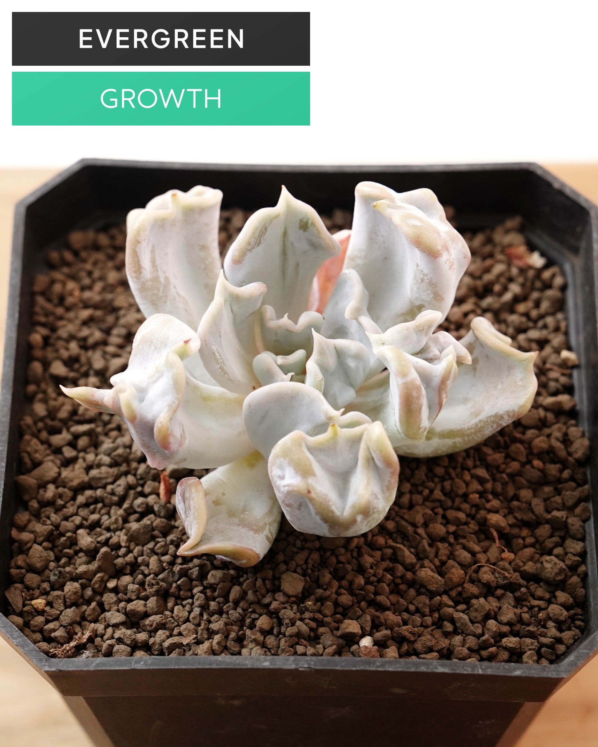 PREMIUM】 抜き苗 ブルーレンズオブツーサ 巨大群生 Haworthia 'Blue