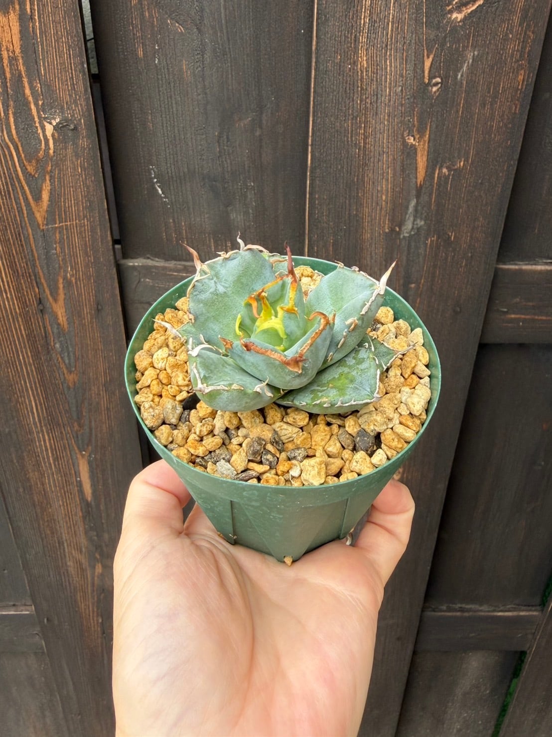 新着】Agave titanota【最高の国内TC苗/1点をランダム配送】アガベ