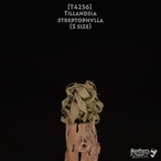 【送料無料】streptophylla S〔エアプランツ〕現品発送T4236