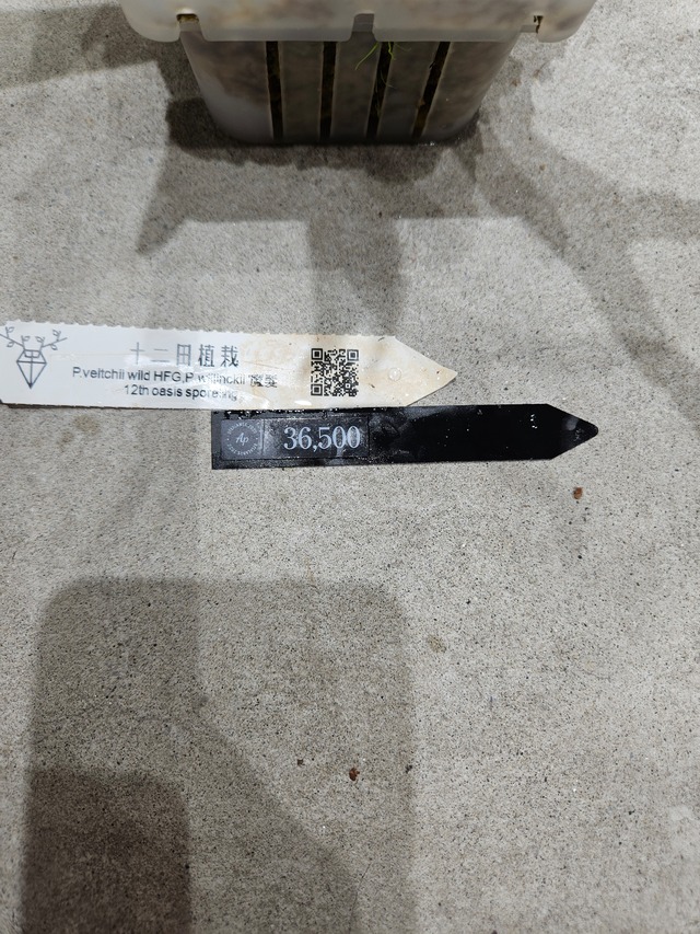 P. veitchii 'High finger', P. willinckii '魔髪' sporeling 【artPLANTs/PLANTS GARAGE】 ビカクシダ/Platycerium