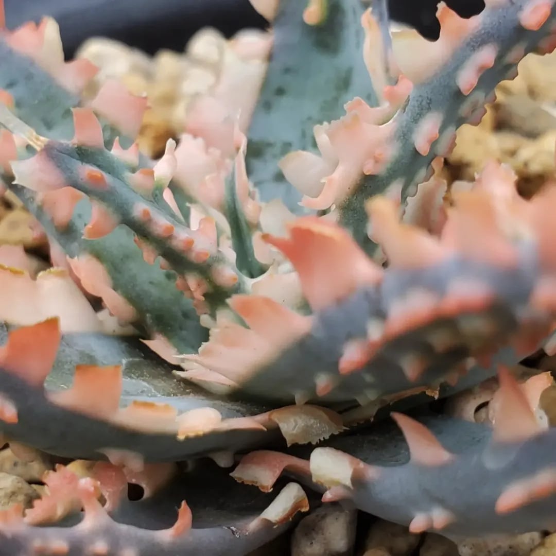F00603_Aloe 'Saw Bones' Hybrid：アロエ・ハイブリッド（子株