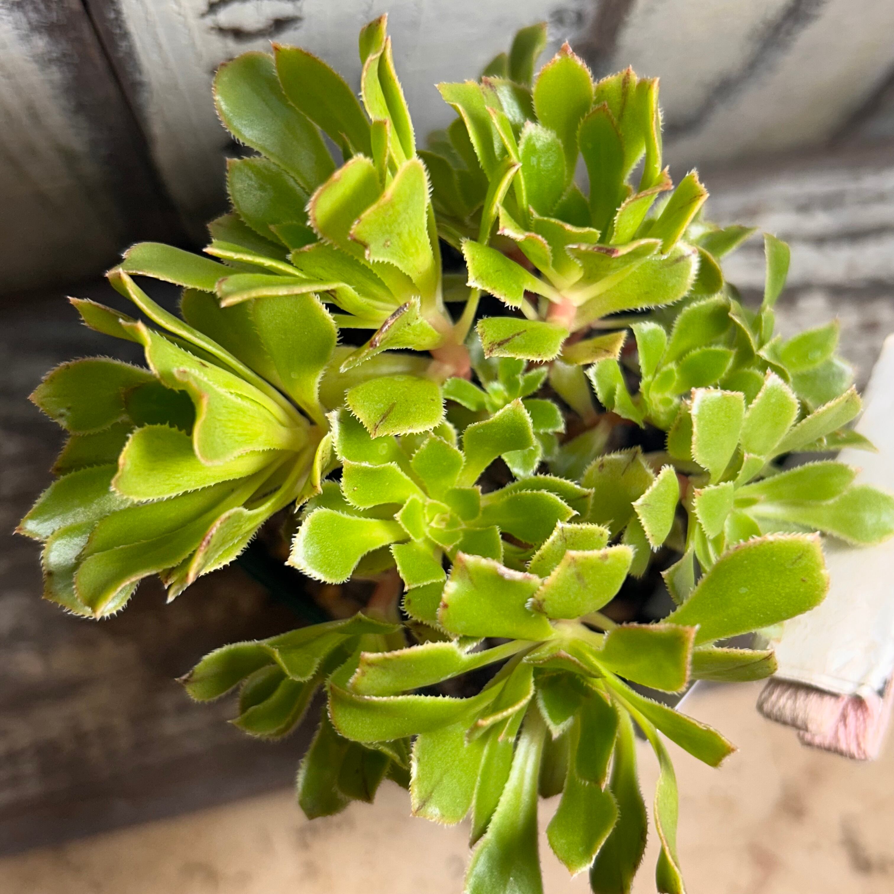 ウェディングドレス錦 アエオニウム | RuPo 多肉植物専門店