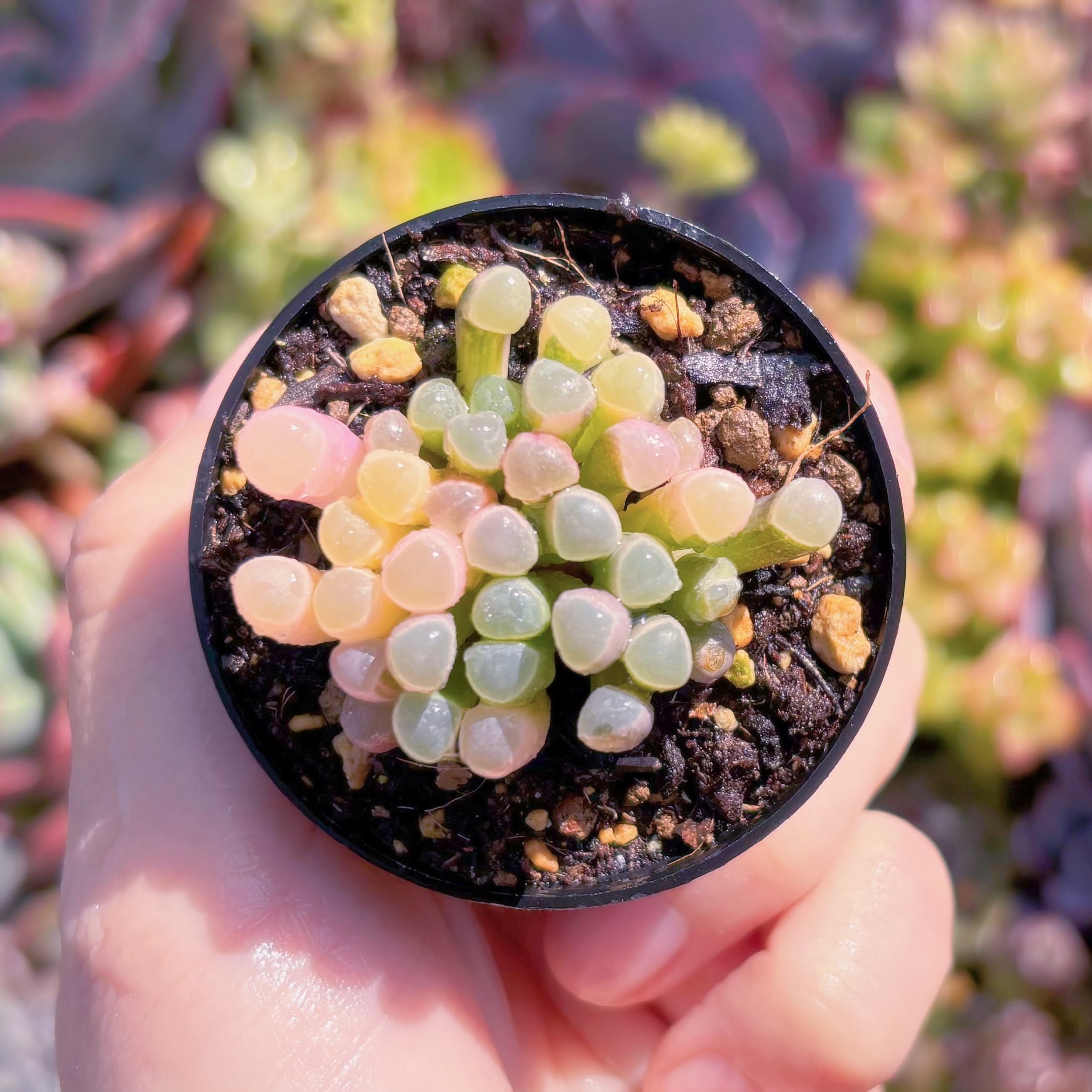 現品　五十鈴玉錦#B46　群生　美苗　希少　新入荷　るる農園