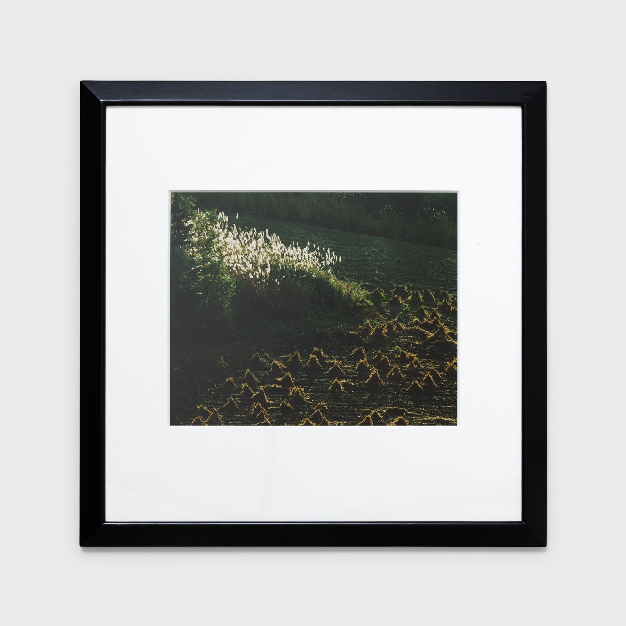 前田真三額装写真「秋の彩り」黒木額〈展示品〉 | 拓真館 TAKUSHINKAN