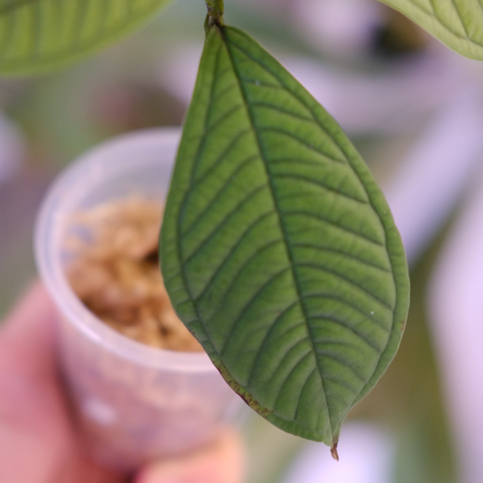 Syzygium jiewhoei｜シジギウム ジエホエイ｜希少フトモモ科植物