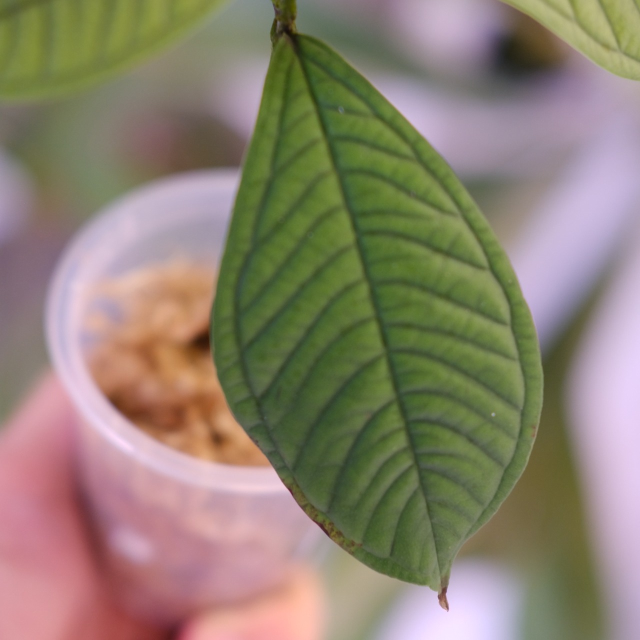 Syzygium jiewhoei｜シジギウム ジエホエイ｜希少フトモモ科植物