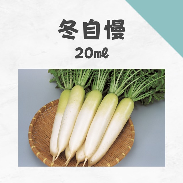 冬自慢　ダイコン種子・20ml