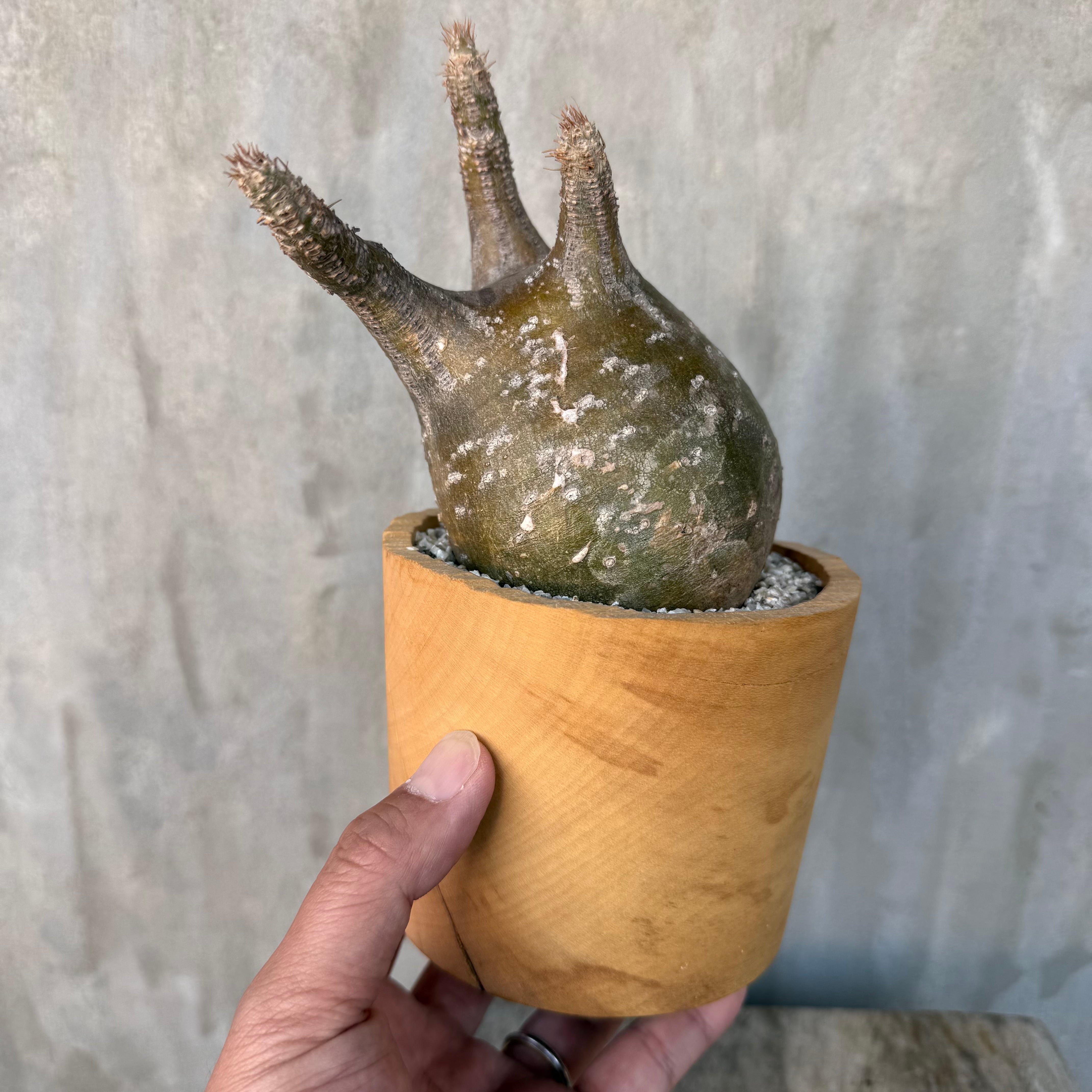 植物×作家鉢 【植え込み済み】 | A-PLANTS