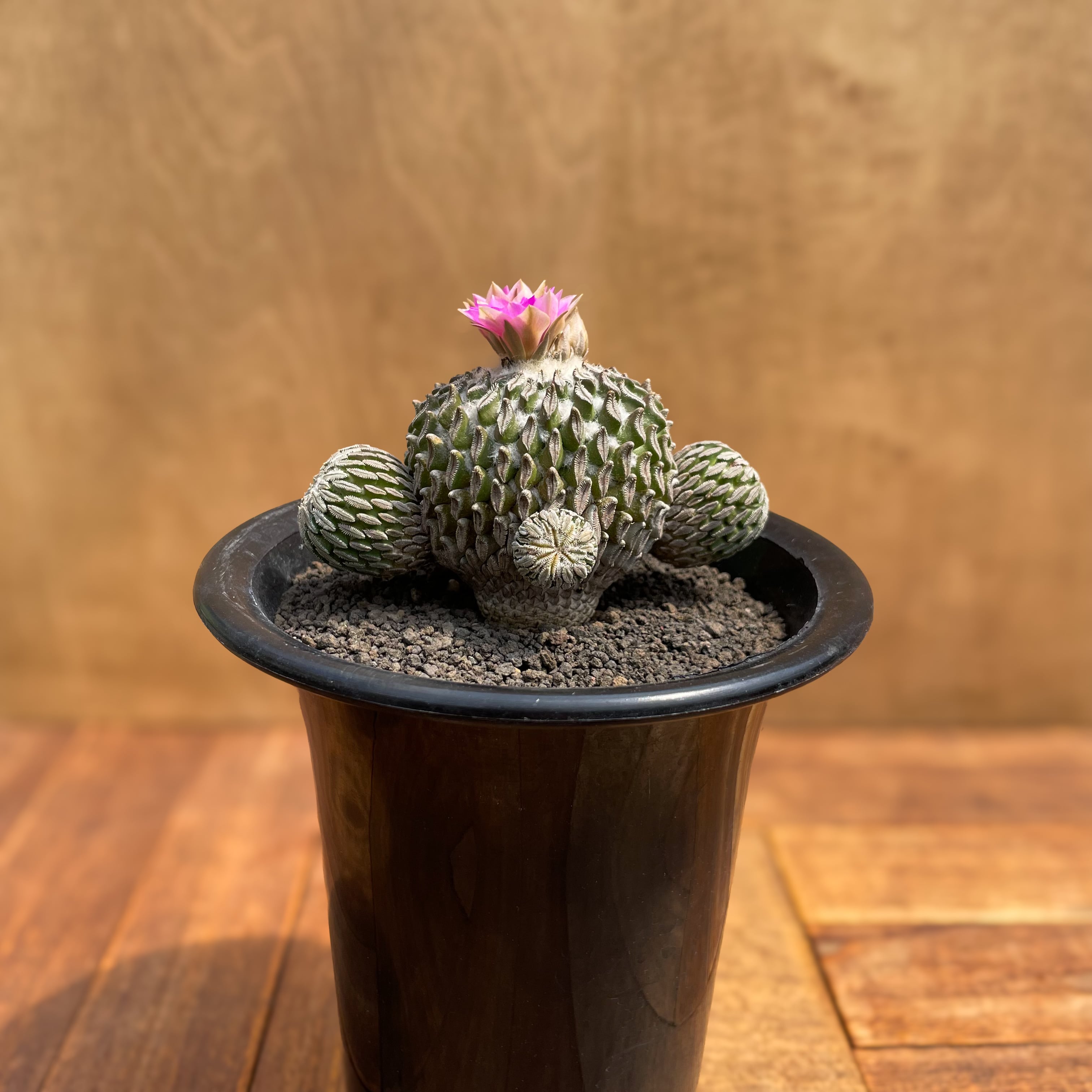 サボテン【ペレキフォラ】精巧丸綴化 小疣タイプ（Pelecyphora 