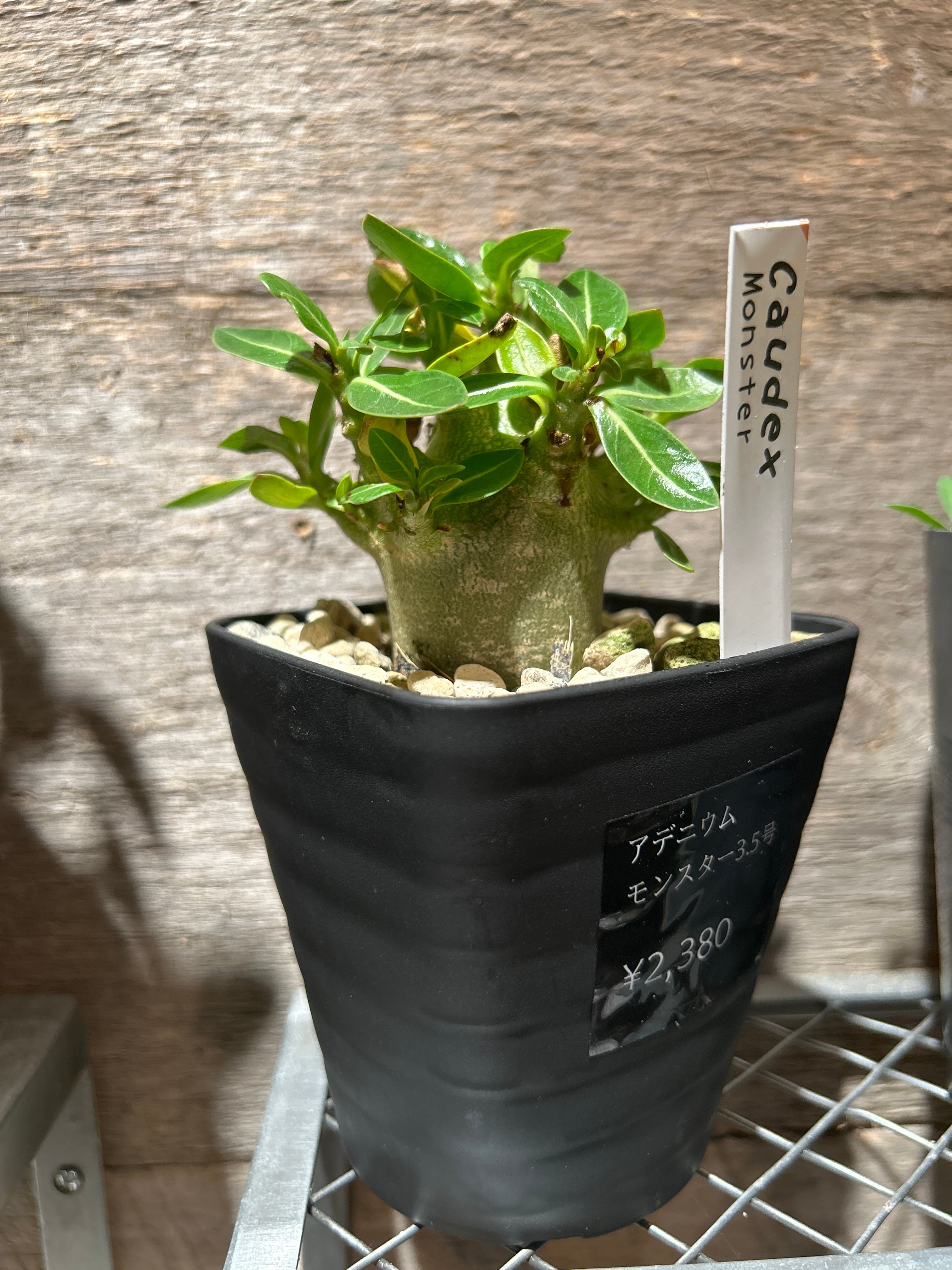 アデニウム モンスター3号 | 植物との暮らし apricot