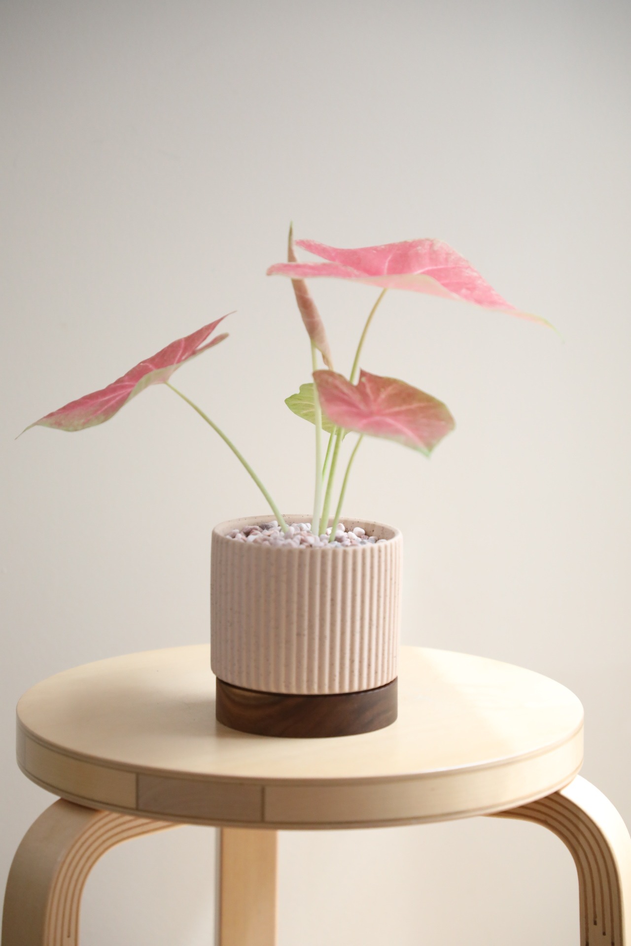 【S】カラジウム ピーチブロッサム フェアリー/Caladium