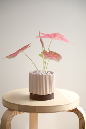 【S】カラジウム ピーチブロッサム フェアリー/Caladium