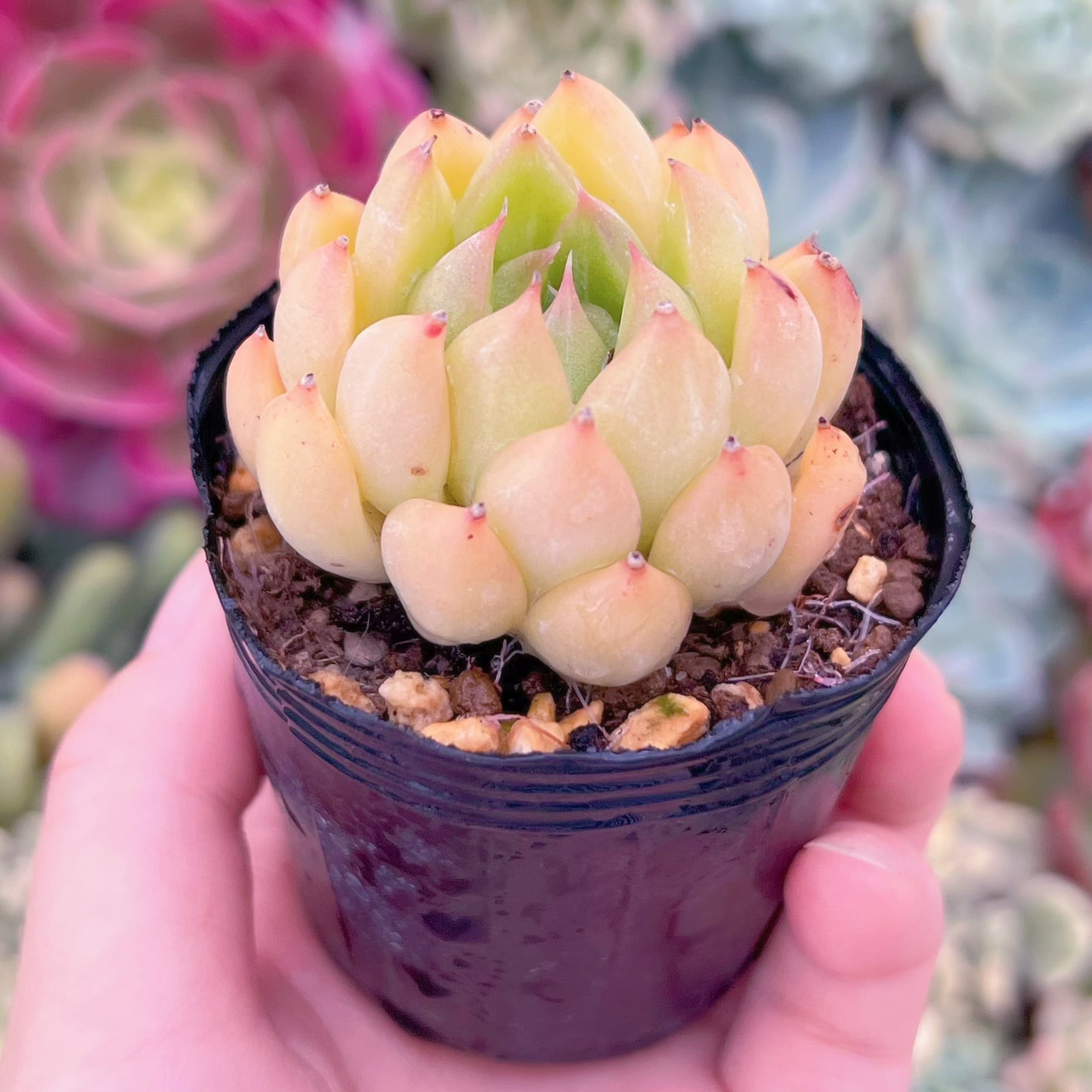 現品　ゴールドバニー#E05　るる農園