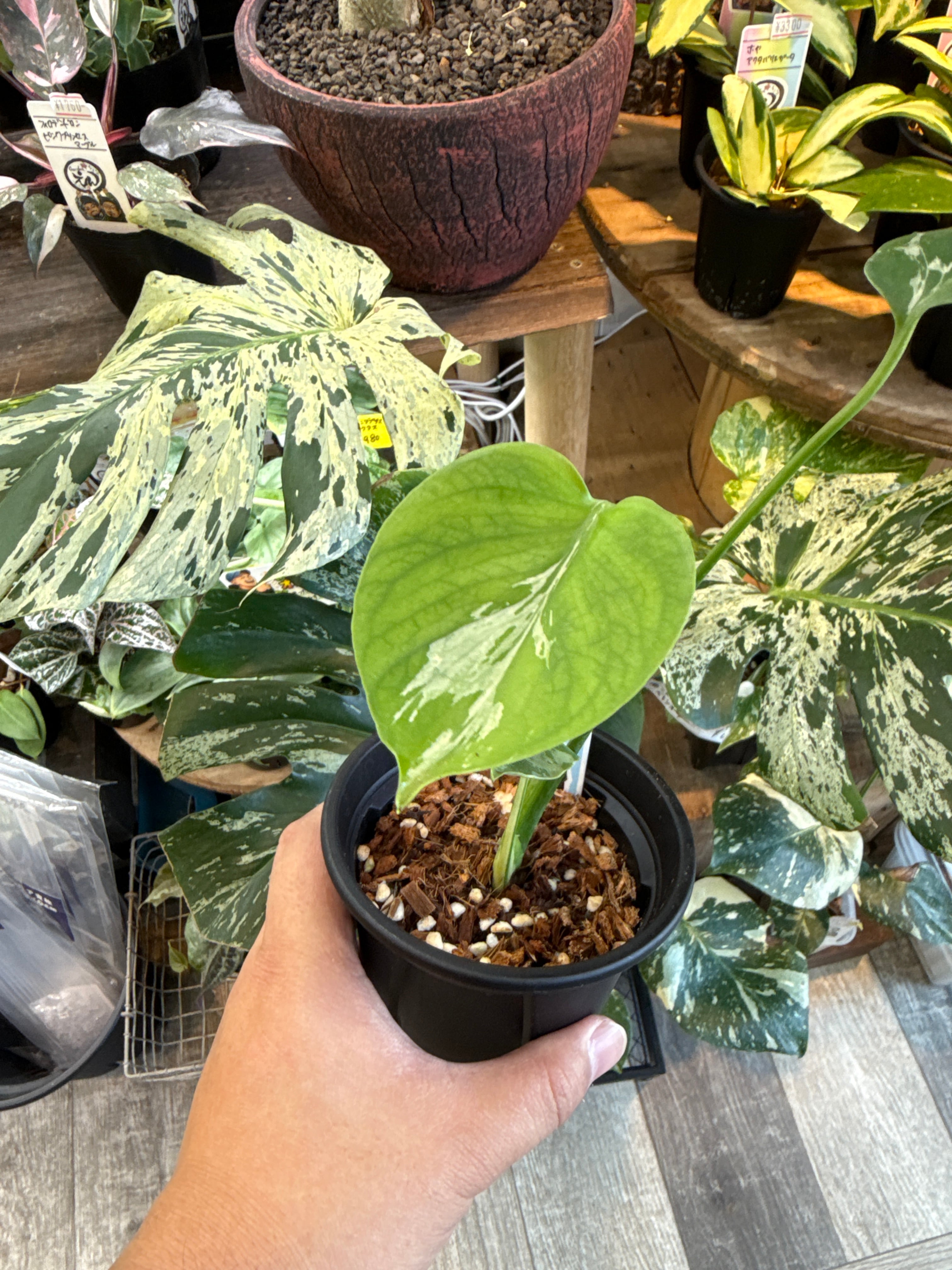 モンステラ 'ベトシオーサ' | Gardenえん 【観葉熱帯植物】
