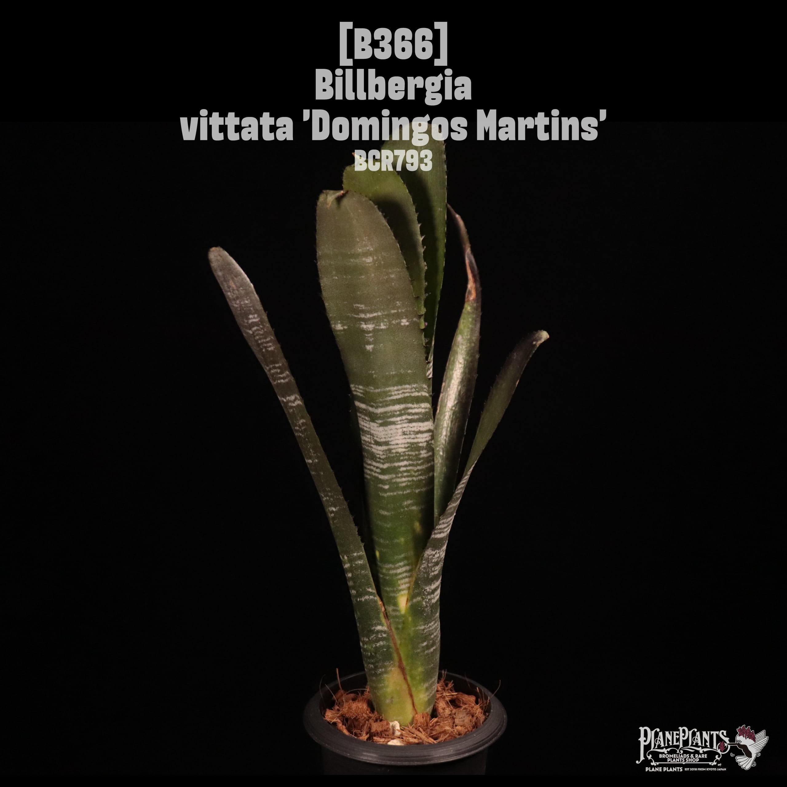 Billbergia vittata 'Domingos Martins'〔ビルベルギア〕B366