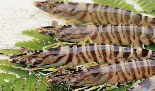 活き車エビ　20尾入り　 ※期間限定20％増量中！