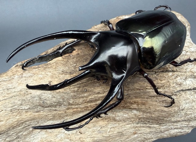 【WD】《ジャワコーカサスオオカブト 110.5mm ペア》