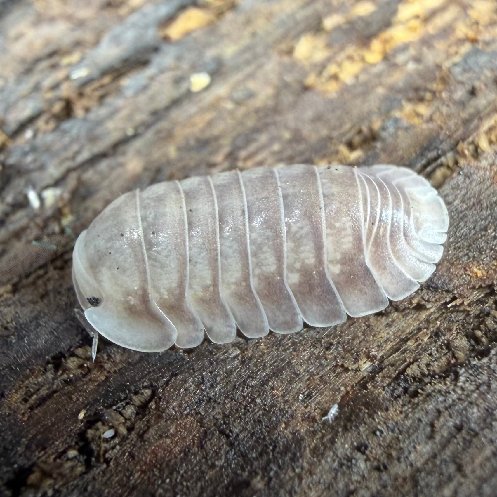 ダンゴムシ | 昆虫ショップ BUG FOREST 【カブト、クワガタ