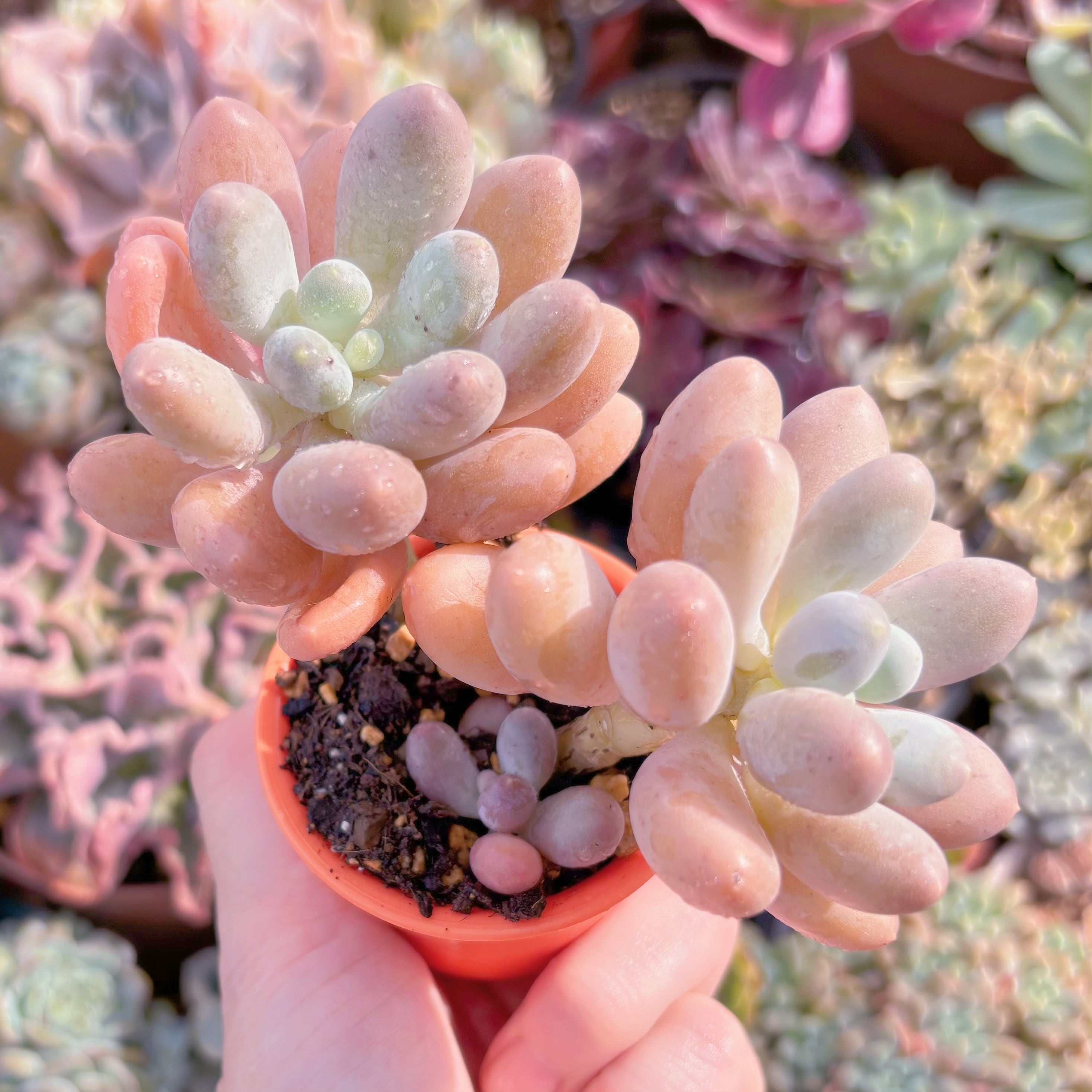 多肉植物 湯園チーズ 群生 新入荷 るる農園 | るる農園~多肉植物専門