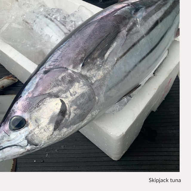 高知県大月産 藁にこだわって作るカツオの藁焼き