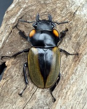 【WD】《ラコダールツヤクワガタ アチェ産 80.5mm ペア》