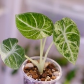 Alocasia Ninja Tricolor / アロカシア ニンジャ 斑入り④