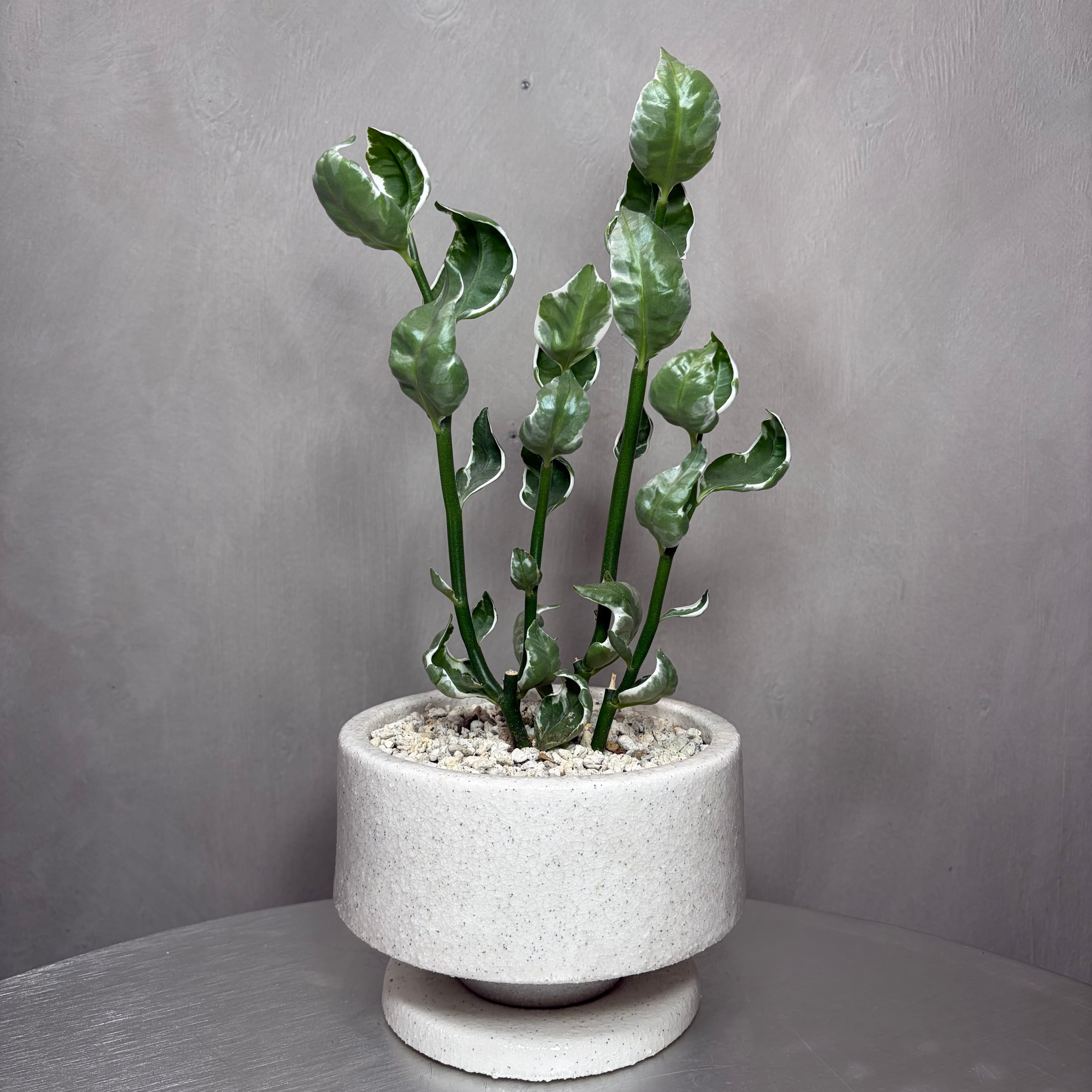 ペディランサス ギンリュウ 観葉植物 陶器鉢 植え込み
